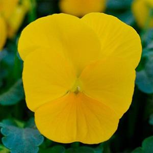 Viola Sorbet Yellow(182)